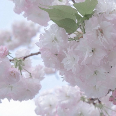 铜官福瑞交流群